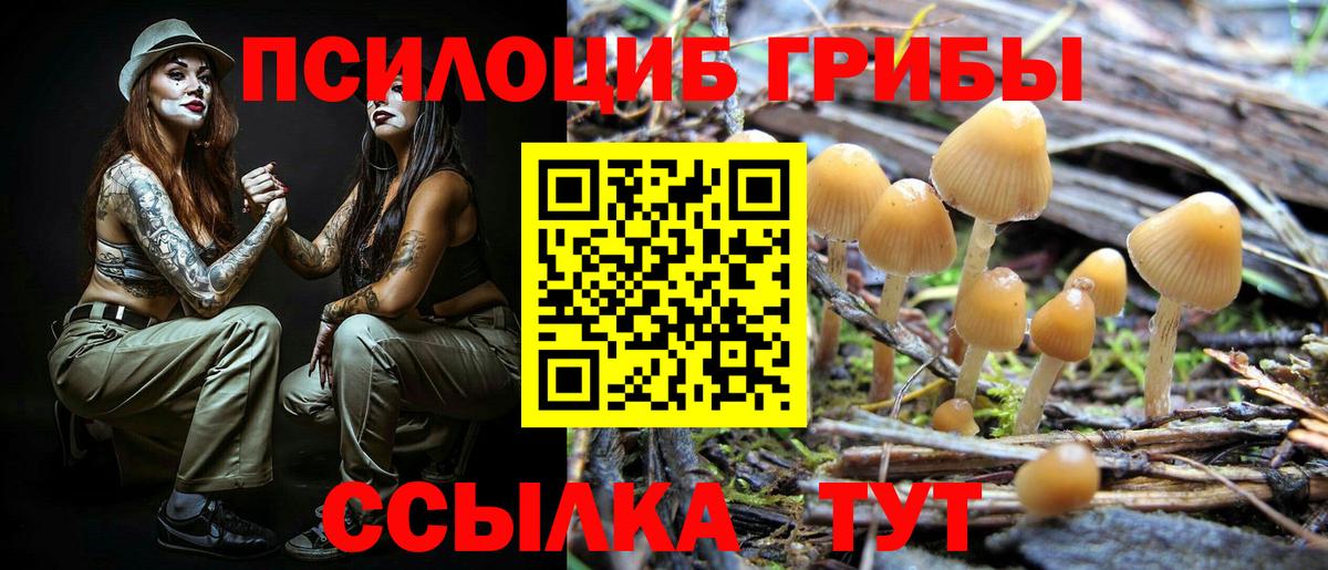 Псилоцибиновые грибы Cubensis Сегежа